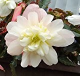 Begonia - Begonie " Weiß " (1)
