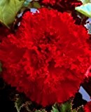 Begonia fimbriata - gefranste Begonie " Rod " (1)