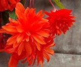 Begonia - Hängebegonie " orange basket " (1)