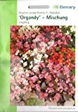 Begonien, Organdy, F1 Hybriden Mischung, Begonia semperflorens, ca. 120 Samen