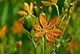 Belamcanda chinensis, Leopardenblume, 10 frische Samen