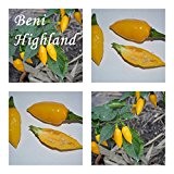 Beni Highland Chili - 20 Samen - Schärfegrad : 10 -viele gelbe Chilis !!