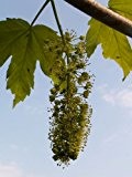 Berg-Ahorn (Acer pseudoplatanus) 50 Samen (Heimischer Baum - Winterhart)