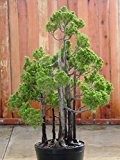 Berg Mammutbaum 10 Samen- Sequoiadendron giganteum - Bonsai