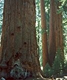 Berg-Mammutbaum - Bergmammutbaum - Sequoiadendron giganteum - 30 Samen