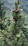 Bergkiefer (Pinus mugo) 10 Samen (Winterhart) auch Latschenkiefer genannt !