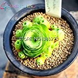 Best-selling Home Garden Mini Plant 30 Seeds Rare Sempervivum Mix Succulent Seeds Flowers For Room Bonsai Potted Plants * Gift