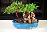 Best-Verkauf! 10 Stück / Pack Wacholder Bonsai-Baum Topfblumen Büro Bonsai reinigen die Luft schädliche Gase absorbieren, # Q9VSED