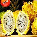 Best-Verkauf! 100 PCS / Lot Gelb Pitaya Obstbäume Samen Mehrjährige Pflanzen Nicht gvo Hylocereus Dragon Fruit Seeds, # IXJVEU