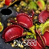 Best-Verkauf! 100 PCS / Lot Red Dragon Flytrap Seed Bonsai Topf muscipula Pflanzensamen Terrasse Garten Fleisch fressende Pflanze, # K8