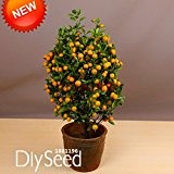 Best-Verkauf! 100Seed / Packung Balkon Terrasse Topfobstbäume gepflanzt Samen Kumquat Samen orange Samen Tangerine Citrus, # 8RW2BO