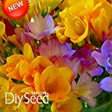 Best-Verkauf! Yellow Freesie Samen Topfblütenpflanzen Orchideen-Samen 100 Stück / Pack, # W0VE6J