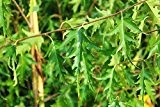 Betula pendula Dalecarlica (Schlitzblättrige Birke) 150-200cm / 10l-Container (Bäume & Raritäten)