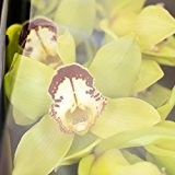 Bezaubernde Orchidee, großblumige Cymbidien, Schnitt Orchidee, Schnittblume