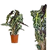 Bezaubernde und schöne Pflanze Alocasia Polly 60cm +/- , Zimmerpflanze, Pfeilblatt