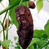 Bhut Jolokia braun - chocolate - das ehemals schärfste Chili der Welt- Peperoni - 10 Samen