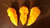 Bhut Jolokia Orange (Eine der schärfsten Chilis der Welt) 10 Samen "War bis vor kurzen noch Weltrekordchili"