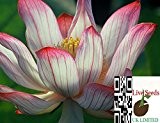 Bi-Farbe / Rot und Weiss /Bonsai Lotus / Wasser Lily Blume Bowl-Pond5 Frische Samen / Camellia