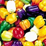 Big Bargain Multi Colours Paprika Heirloom Organic Flavor Gemüse Obst 20 Seeds