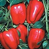 Big Red - süßer, roter Paprika - 20 Samen