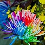 Big Verkauf freies Verschiffen 20 Regenbogen-Chrysantheme-Blumen-Samen, seltene Farbe, neue Ankunft DIY Hausgarten Blume Pflanze