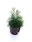 Binsenkaktus, Hatiora bambusoides, Zimmerpflanze in Hydrokultur, 13/12er Kulturtopf, 18 - 22 cm
