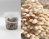 Bio Enoki Substrat Pilzbrut-Pilze selber züchten-Substratbrut