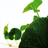Bio Gotu Kola Kräuterpflanze Pflanze der Langlebigkeit