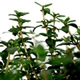 Bio Ingwerthymian Kräuterpflanze