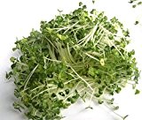 BIO Keimsprossen "Chia" 100 g Samen für die Sprossenanzucht Sprossen Microgreen Mikrogrün