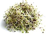 BIO Keimsprossen "Pak Choi" (Chinesicher Senfkohl) 100 g Samen für die Sprossenanzucht Sprossen Microgreen Mikrogrün