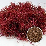 BIO-Keimsprossen "Rote Rüben" 100 g Samen Sprossen Keimling