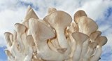 Bio Kräuterseitling Körner Pilzbrut-Pilze selber züchten-Körnerbrut
