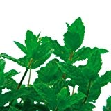Bio Mojito-Minze/Hugo-Minze Kräuterpflanze
