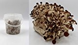 Bio Pioppino Substrat Pilzbrut - Pilze selber züchten - Substratbrut