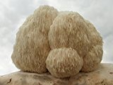 Bio Pom Pom Substrat Pilzbrut-Pilze selber züchten-Substratbrut