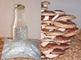 Bio Shiitake Körner Pilzbrut - Pilze selber züchten - Körnerbrut