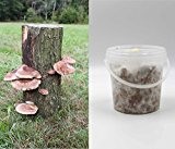 Bio Shiitake Pilzbrut Substratbrut, eigene Pilze auf Holz züchten