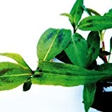 Bio Vietnamesischer Koriander Kräuterpflanze