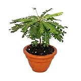 Biophytum sensitivum - Südseepalme - 9cm Tontopf - Die Pflanze die sich bewegt - Ideal für Kinder - Mini-Palme