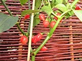 Biquinho Vermelho Chili 10 Samen -Wunderschön und Mild-