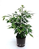 Birkenfeige, Ficus benjamini Anastasia, Zimmerpflanze in Hydrokultur, 13/12er Kulturtopf, 30 - 40 cm