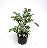 Birkenfeige, Ficus benjamini De Gantel, Zimmerpflanze in Hydrokultur, 13/12er Kulturtopf, 30 - 40 cm
