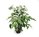 Birkenfeige, Ficus benjamini Golden King, Zimmerpflanze in Hydrokultur, 13/12er Kulturtopf, 30 - 40 cm