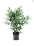 Birkenfeige, Ficus benjamini Natasja, Zimmerpflanze in Hydrokultur, 13/12er Kulturtopf, 30 - 40 cm