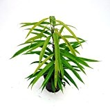Birkenfeige, Ficus binnendijkii amstel Gold, Zimmerpflanze in Hydrokultur, 13/12er Kulturtopf, 30 - 40 cm