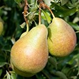 Birnenbaum 'Harrow Sweet'Ⓢ - Obstgehölz mit süß-aromatischen Birnen - 1 Birnenpflanze von Pflanzen-Kölle im 10 Liter Topf - Pyrus communis ...