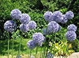 BLAU LAUCH (Allium caeruleum) - 30 Samen / Pack - Sibirischer Enzianlauch