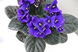 Blau oder Violett African Violet - Ideal Zimmerpflanze - Geschenk Pack und schnelle Lieferung - voller Blumen und wird viele Jahre - Classic Pflanze für Gärtner - Schönes Geschenk Geschenk ...