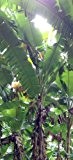 blaue Banane - Musa itinerans (Yunnan Banane) - 5 Samen -frosthart : bis -20 C° !